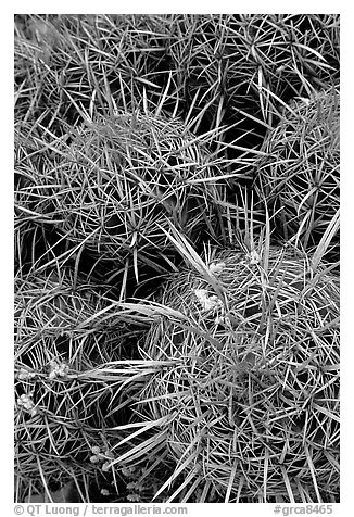 Barrel cacti close-up. Grand Canyon National Park (black and white)