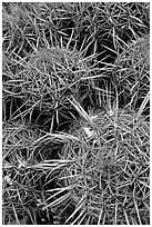 Barrel cacti close-up. Grand Canyon National Park ( black and white)