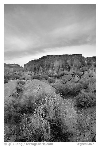 Sage flowers, wall, and cloud, Surprise Valley, sunset. Grand Canyon National Park, Arizona, USA.