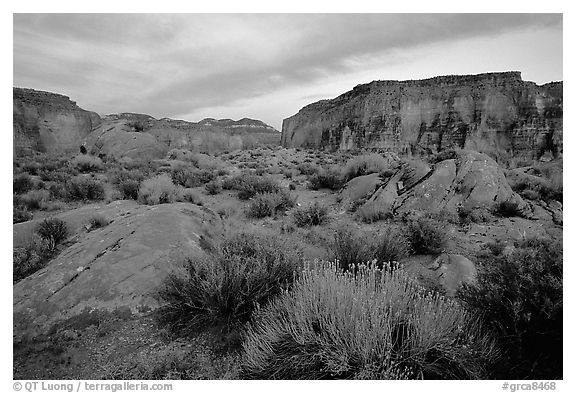 Flowers and wall in Surprise Valley near Tapeats Creek, sunset. Grand Canyon National Park (black and white)