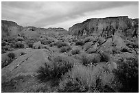 Flowers and wall in Surprise Valley near Tapeats Creek, sunset. Grand Canyon National Park, Arizona, USA. (black and white)