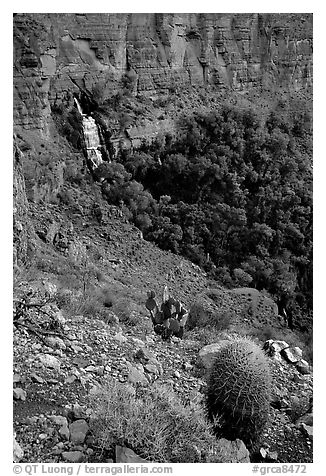 Barrel cactus and Thunder Spring, early morning. Grand Canyon National Park, Arizona, USA.