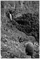 Barrel cactus and Thunder Spring, early morning. Grand Canyon National Park ( black and white)