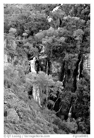 Trees and Thunder River lower waterfall. Grand Canyon National Park (black and white)