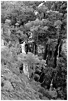 Trees and Thunder River lower waterfall. Grand Canyon National Park, Arizona, USA. (black and white)