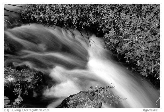 Thunder River stream with red flowers. Grand Canyon National Park, Arizona, USA.