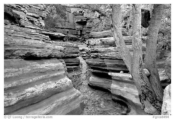 Tree and narrow canyon. Grand Canyon National Park (black and white)