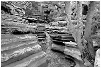 Tree and narrow canyon. Grand Canyon National Park, Arizona, USA. (black and white)