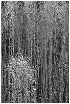 Tall aspens in autumn. Grand Canyon National Park, Arizona, USA. (black and white)