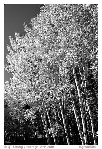 Aspens in autumn. Grand Canyon National Park (black and white)