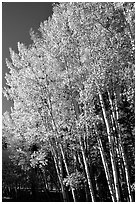 Aspens in autumn. Grand Canyon National Park, Arizona, USA. (black and white)