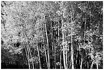 Aspens in  fall. Grand Canyon National Park, Arizona, USA. (black and white)