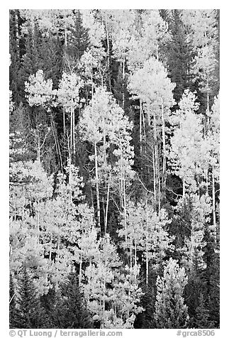 Aspens and evergeens on hillside, North Rim. Grand Canyon National Park (black and white)