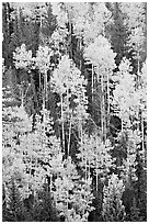 Aspens and evergeens on hillside, North Rim. Grand Canyon National Park, Arizona, USA. (black and white)