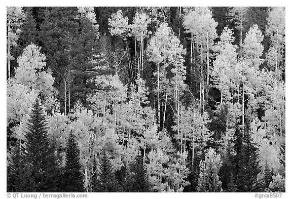Aspens and evergreens on hillside, North Rim. Grand Canyon National Park (black and white)
