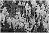 Aspens and evergreens on hillside, North Rim. Grand Canyon National Park, Arizona, USA. (black and white)