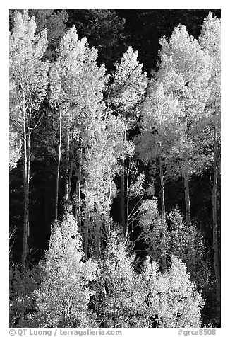 Backlit Aspens with fall foliage on hillside, North Rim. Grand Canyon National Park, Arizona, USA.