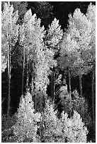 Backlit Aspens with fall foliage on hillside, North Rim. Grand Canyon National Park, Arizona, USA. (black and white)