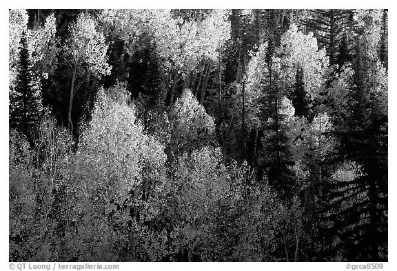 Backlit Aspen forest in autumn foliage on hillside, North Rim. Grand Canyon National Park, Arizona, USA.