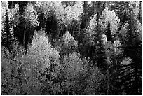 Backlit Aspen forest in autumn foliage on hillside, North Rim. Grand Canyon National Park, Arizona, USA. (black and white)