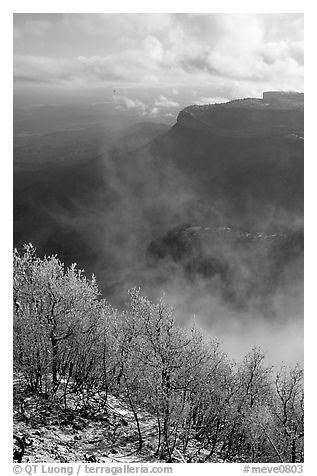 Snowy trees, cliffs, and clearing storm, Park Point, morning. Mesa Verde National Park, Colorado, USA.