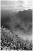 Snowy trees, cliffs, and clearing storm, Park Point, morning. Mesa Verde National Park, Colorado, USA. (black and white)