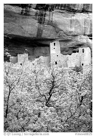 Trees with spring leaves and Cliff Palace, morning. Mesa Verde National Park, Colorado, USA.