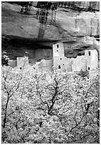Trees with spring leaves and Cliff Palace, morning. Mesa Verde National Park, Colorado, USA. (black and white)