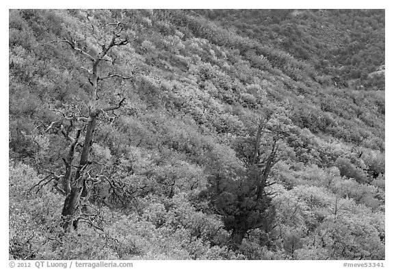 Trees and slope covered with fall colors. Mesa Verde National Park, Colorado, USA.