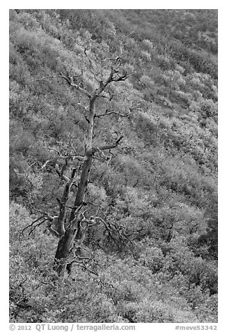 Tree skeleton and slope with shrubs in the fall. Mesa Verde National Park, Colorado, USA.