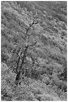 Tree skeleton and slope with shrubs in the fall. Mesa Verde National Park ( black and white)