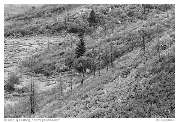 Shrub-steppe plant community in autumn. Mesa Verde National Park (black and white)