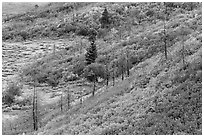 Shrub-steppe plant community in autumn. Mesa Verde National Park, Colorado, USA. (black and white)