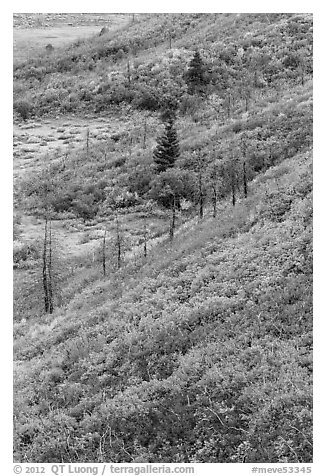 Fall color over shrub slopes. Mesa Verde National Park (black and white)