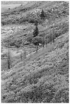 Fall color over shrub slopes. Mesa Verde National Park, Colorado, USA. (black and white)