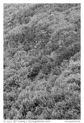 Burned slope with shrub-steppe plants in fall colors. Mesa Verde National Park, Colorado, USA.