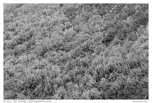 Burned area with shrubs in autumn colors. Mesa Verde National Park, Colorado, USA.