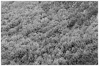 Burned area with shrubs in autumn colors. Mesa Verde National Park, Colorado, USA. (black and white)