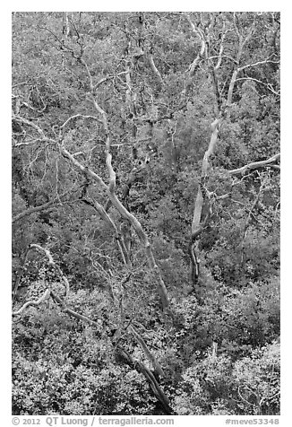 Burned trees and rabbitbrush in the fall. Mesa Verde National Park, Colorado, USA.