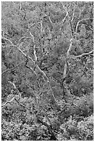 Burned trees and rabbitbrush in the fall. Mesa Verde National Park, Colorado, USA. (black and white)