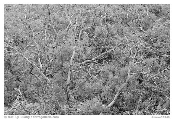 Twisted bare trees and brush with colorful fall foliage. Mesa Verde National Park (black and white)