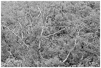 Twisted bare trees and brush with colorful fall foliage. Mesa Verde National Park, Colorado, USA. (black and white)