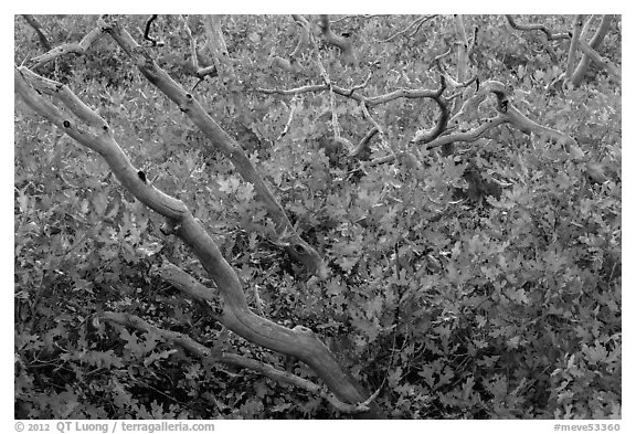 Bare trunks and shurb leaves in autumn foliage. Mesa Verde National Park (black and white)