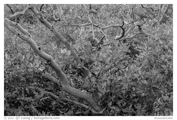 Bare trunks and shurb leaves in autumn foliage. Mesa Verde National Park, Colorado, USA.