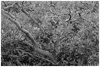 Bare trunks and shurb leaves in autumn foliage. Mesa Verde National Park ( black and white)