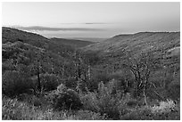 Canyon slopes covered in fall foliage at sunrise. Mesa Verde National Park, Colorado, USA. (black and white)