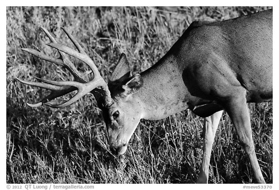 Deer grazing. Mesa Verde National Park, Colorado, USA.