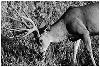 Deer grazing. Mesa Verde National Park, Colorado, USA. (black and white)