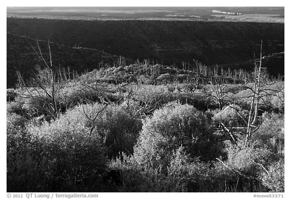 Trees, shrubs, and cliff shadow, early morning. Mesa Verde National Park, Colorado, USA.