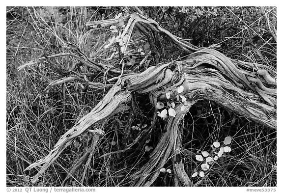 Close up of leaves, fallen wood and grasses. Mesa Verde National Park, Colorado, USA.